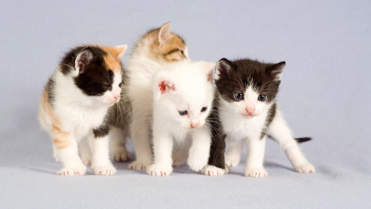 Draak Cyclopen Stralend Vermiste Katten | Een kitten in huis? Dit zijn je kosten!